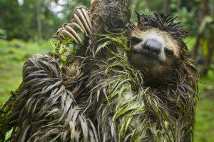 Wet Three Toed Sloth