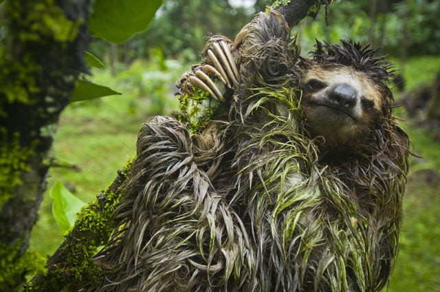 Wet sloth