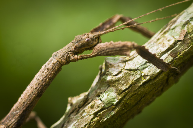 Walking Stick Longest Insect