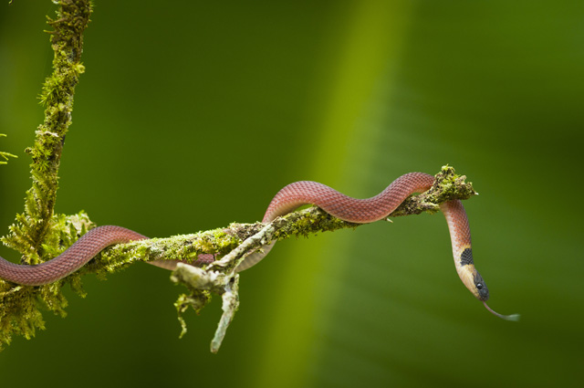 Mussurana Snake Photo