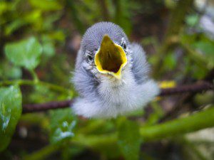 Tropical Gnatcatcher Baby Bird