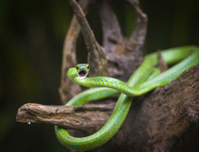A Satint Parrot Snake with mouth open