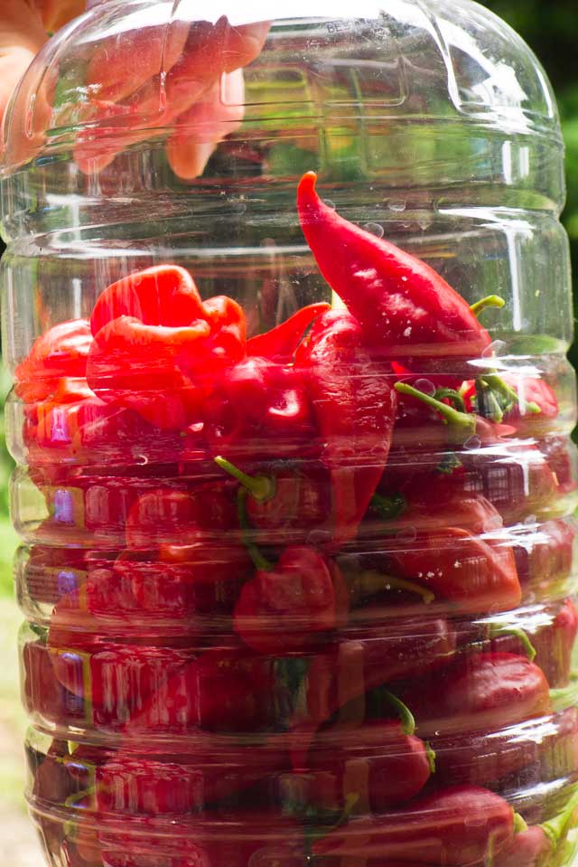 Hot Peppers in a Jar